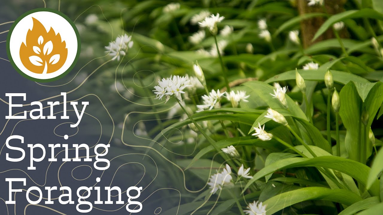Early Spring Foraging - Where do I find edible plants and fungi in the UK?