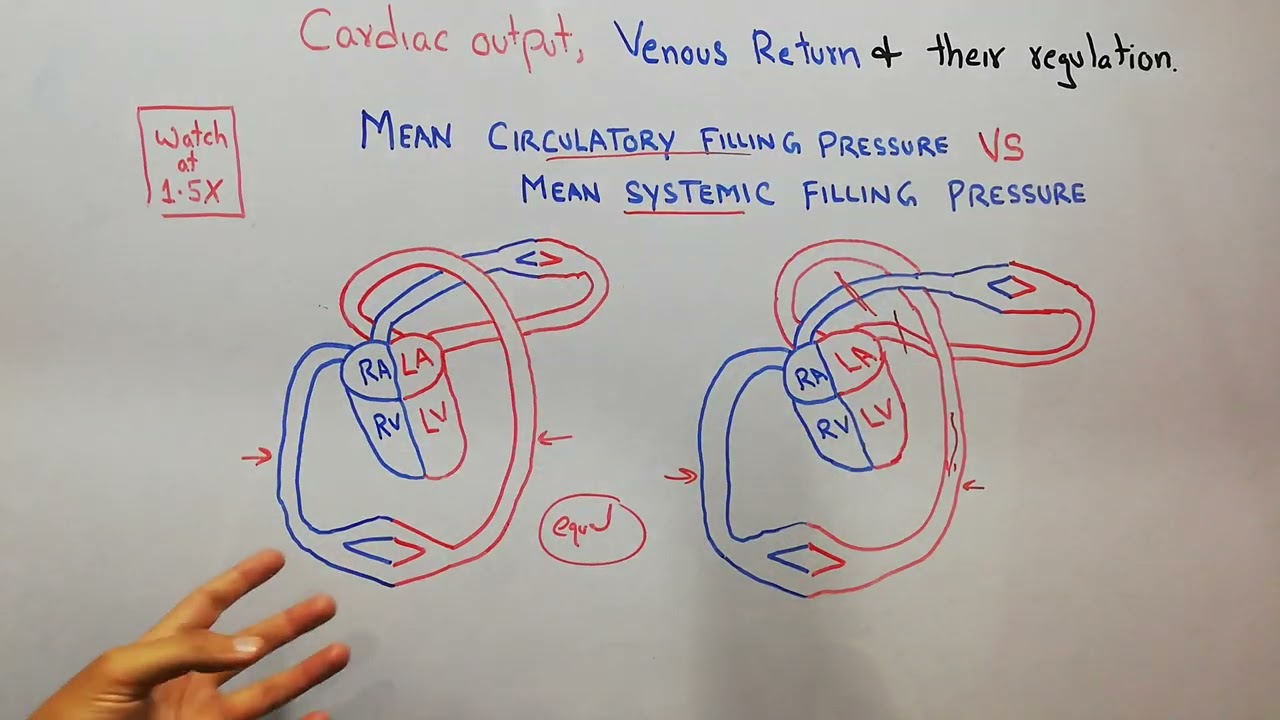 CVS 175 || Mean circulatory filling pressure || Mean systemic filling pressure || stressed volume