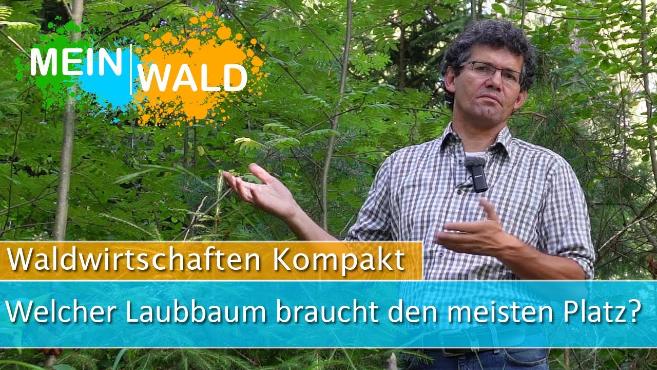 Welcher Laubbaum braucht den meisten Platz im Wald? 🌳 TOP 5-Ranking