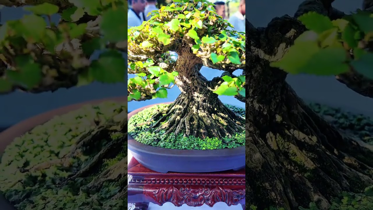 Anh em giờ chơi Bonsai mini ác liệt thật đó  #phieudubonsai