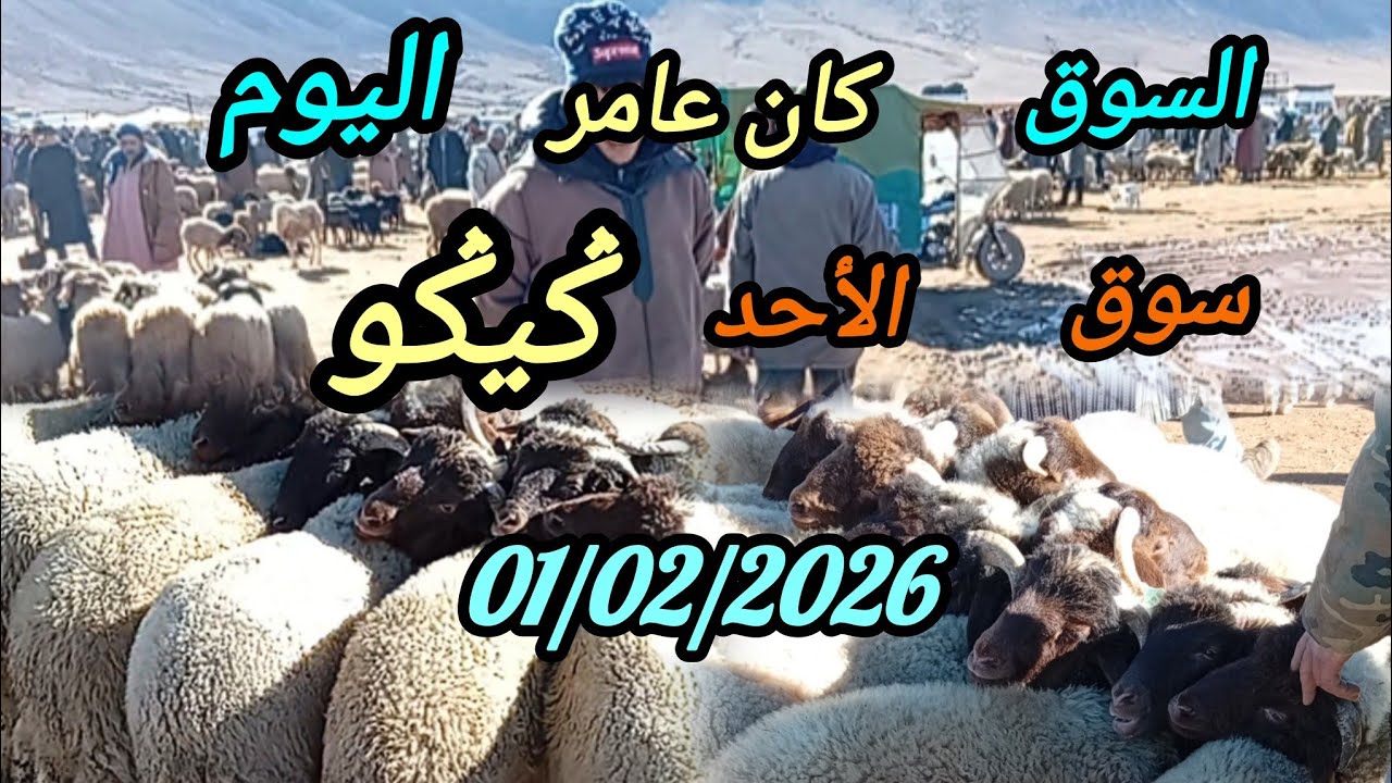 مباشرة معكم من سوق الأحد ݣيݣو بتاريخ 01/02/2026#اكسبلور #foryou 