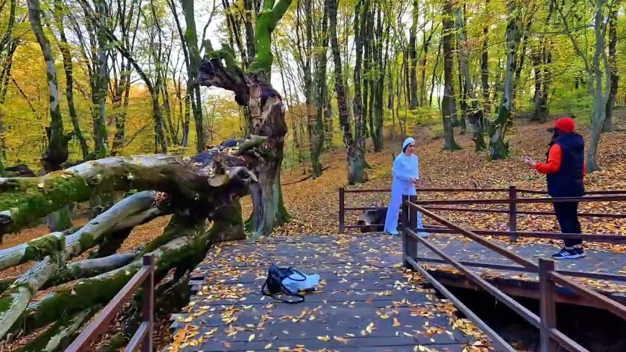 walking in the Forest 🍁 Alangdareh Park in Fall
