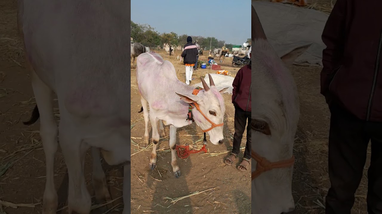 खिल्लार खोंडे #viral #खिल्लार #bull #farming #khillar #शेतकरी #बाजार #bajar #bail #बैलगाडा #bailgada