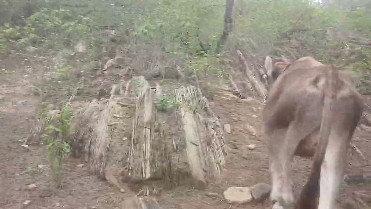 Achei as novilha do meu irmão 