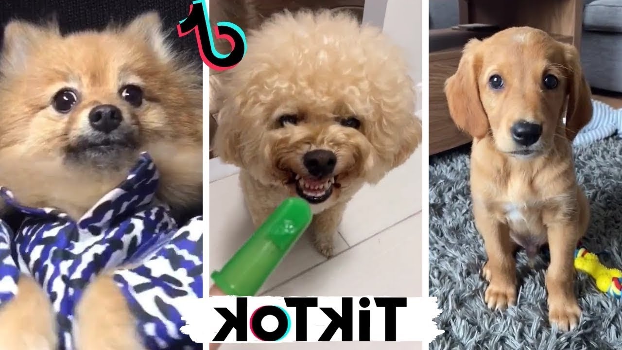 Dogs Funny cute  Compilation Tiktok 2021 #6