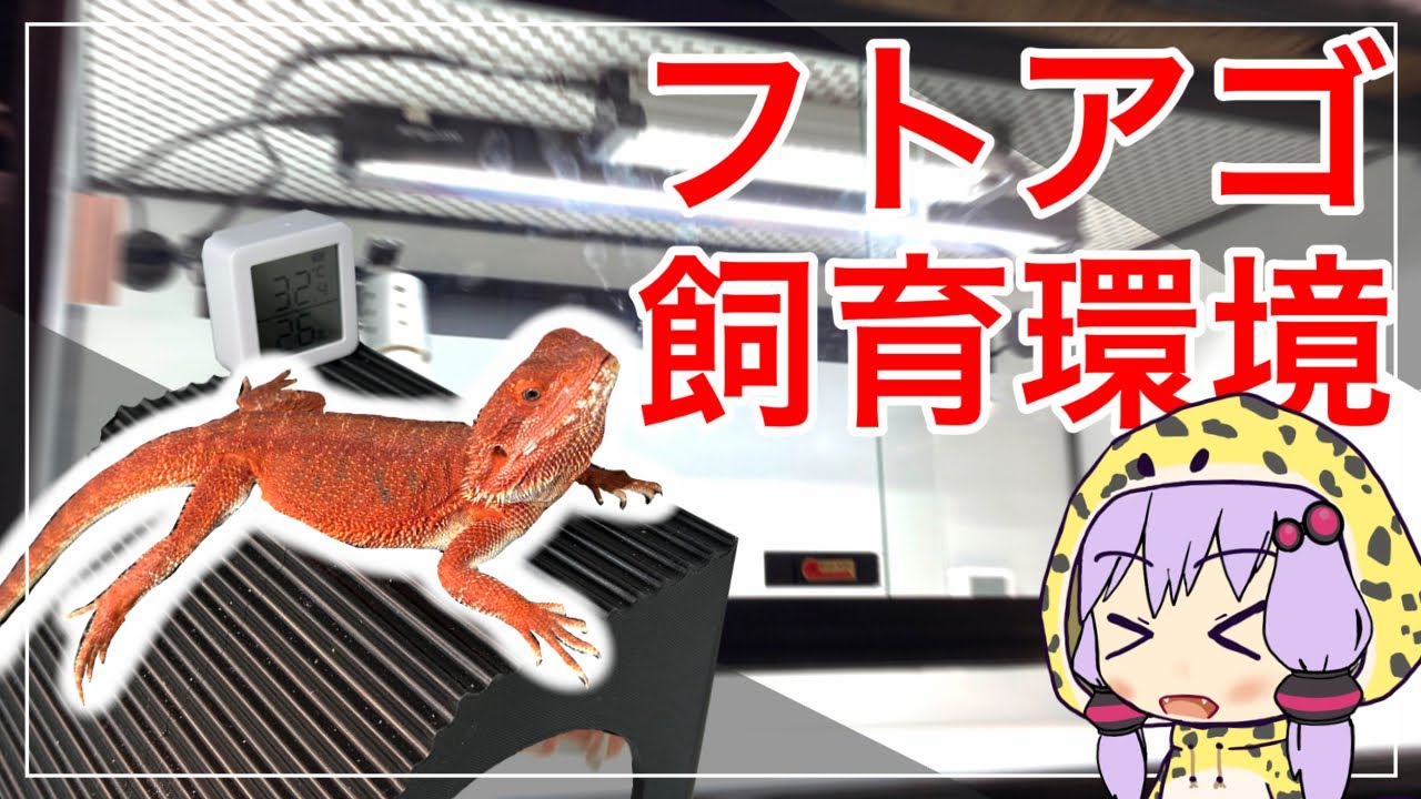 フトアゴヒゲトカゲの飼育環境と給餌方法【立ち上げ編】