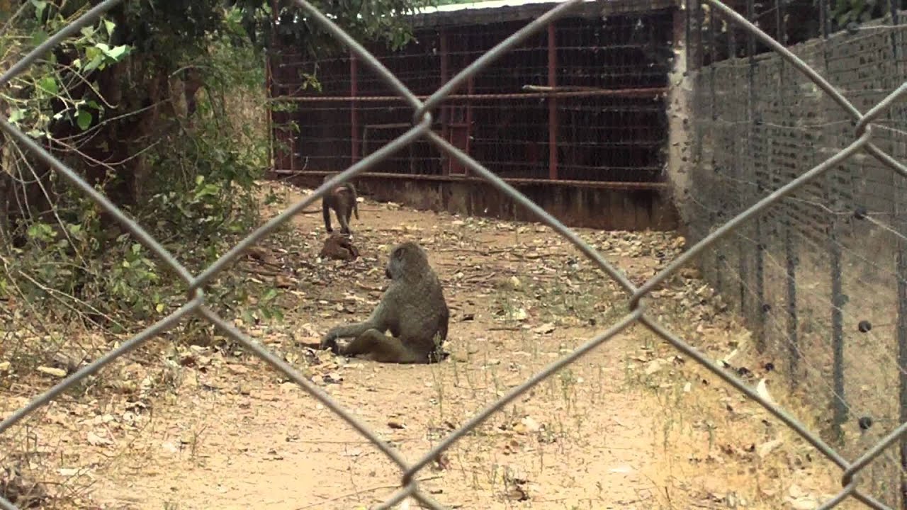 olive baboon