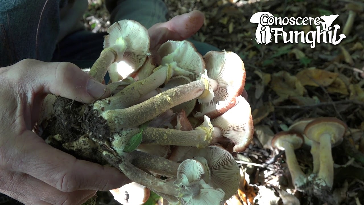 Conoscere i Funghi: Armillaria gallica [ COMMESTIBILE PREVIA SBOLLENTATURA ]
