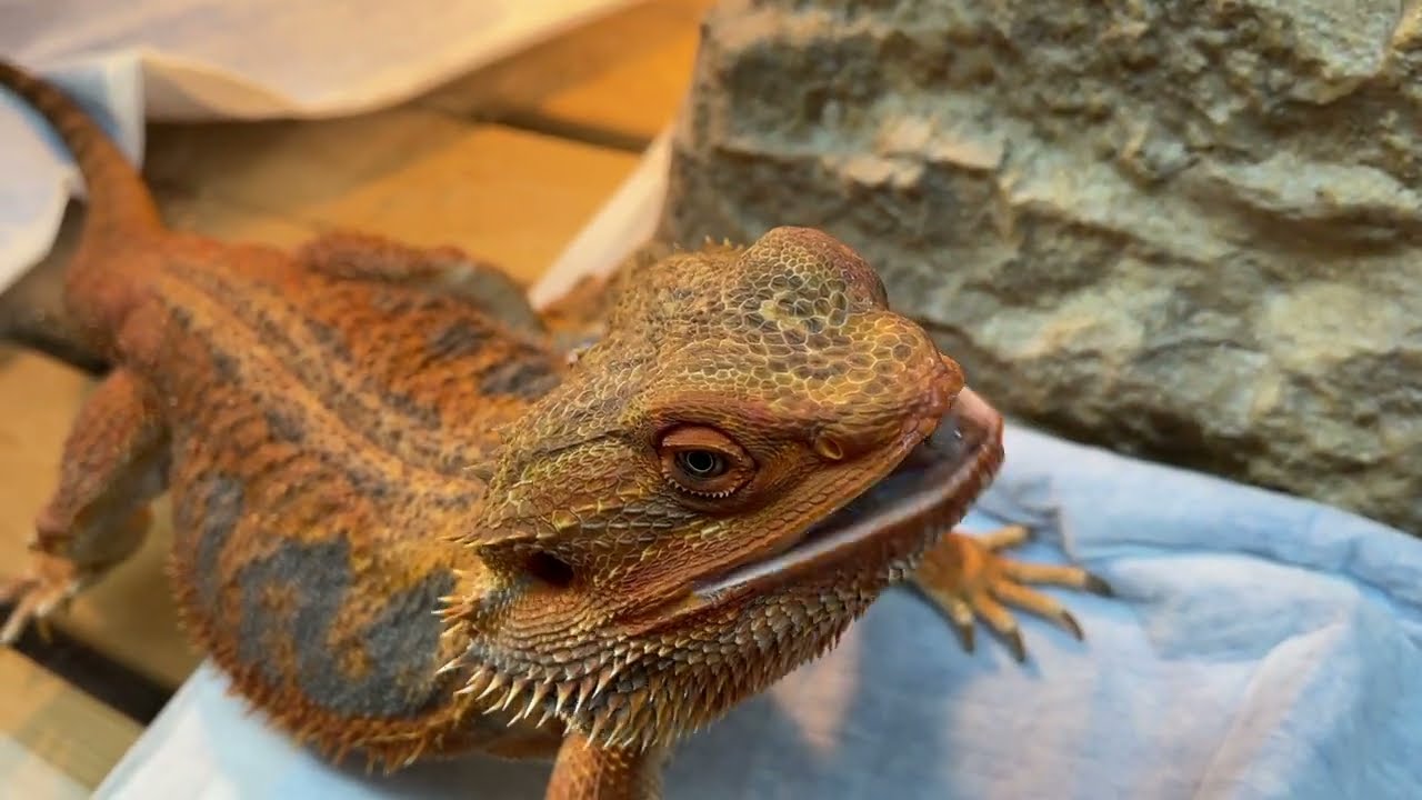 フトアゴヒゲトカゲ　ペットシーツがくしゃくしゃになる訳