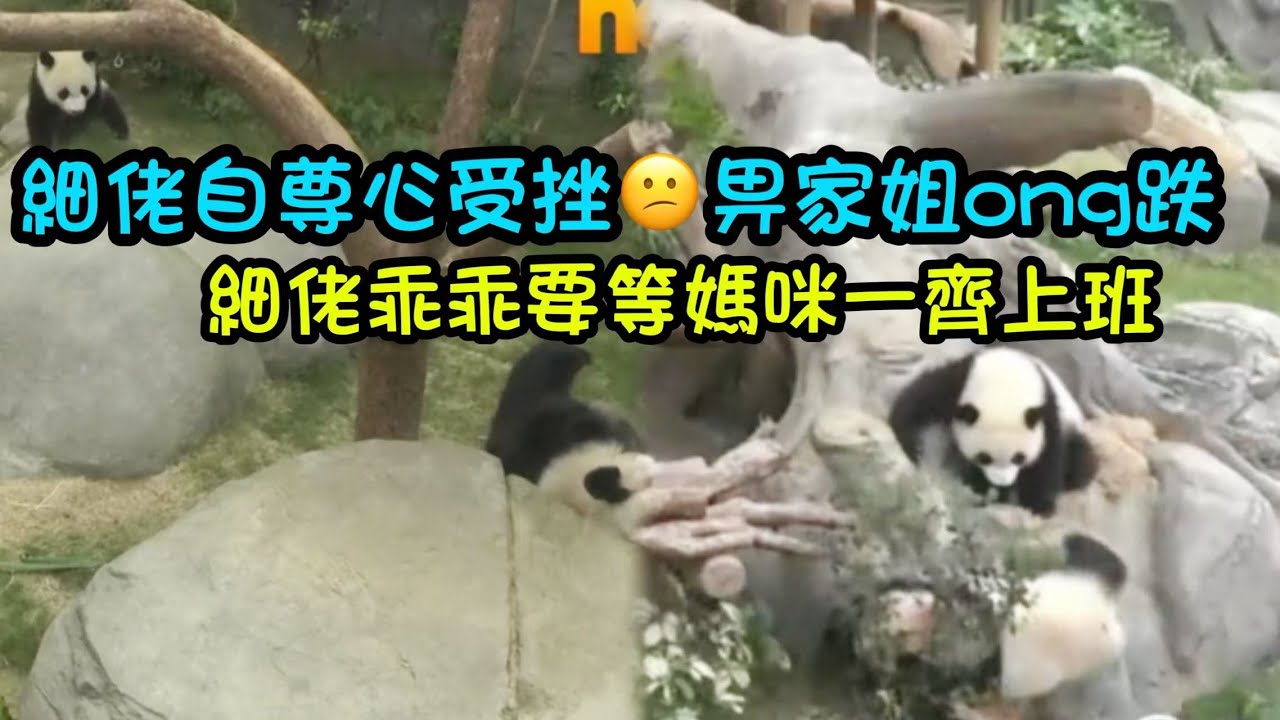 6月21日 細佬自尊心受挫，畀家姐ong跌鑽入草叢唔肯出嚟，家姐過嚟揾細佬#panda #大熊貓加加得得