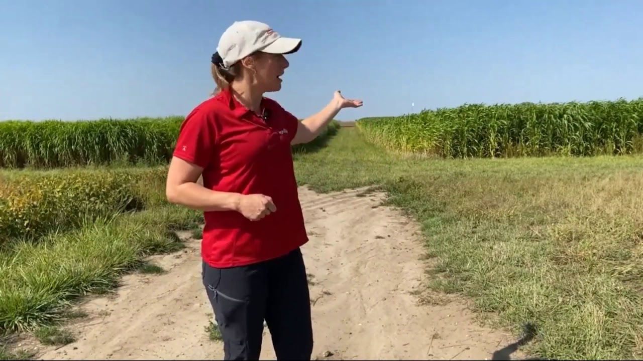 January 14, 2021 Virtual Field Day: Miscanthus: what is the value for Iowa farmers?