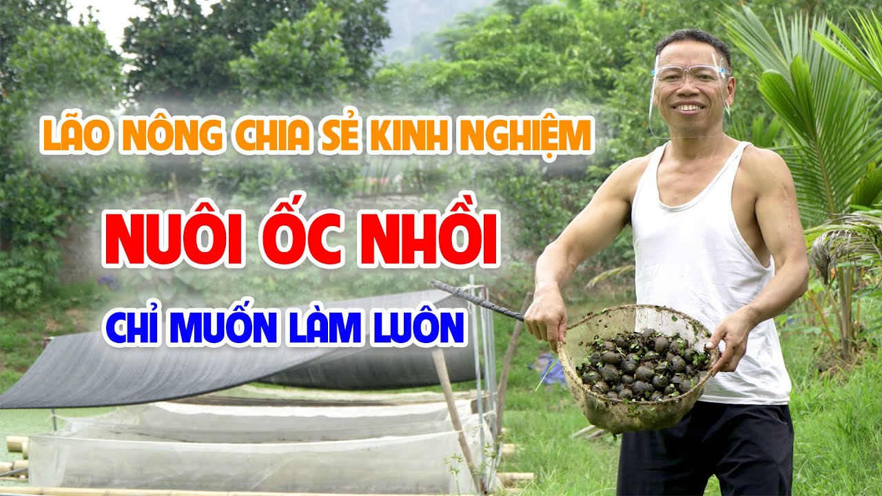 Cần chuẩn bị những gì trước khi nuôi ốc nhồi? Bí quyết nuôi ốc nhồi (ốc bươu đen) siêu lợi nhuận