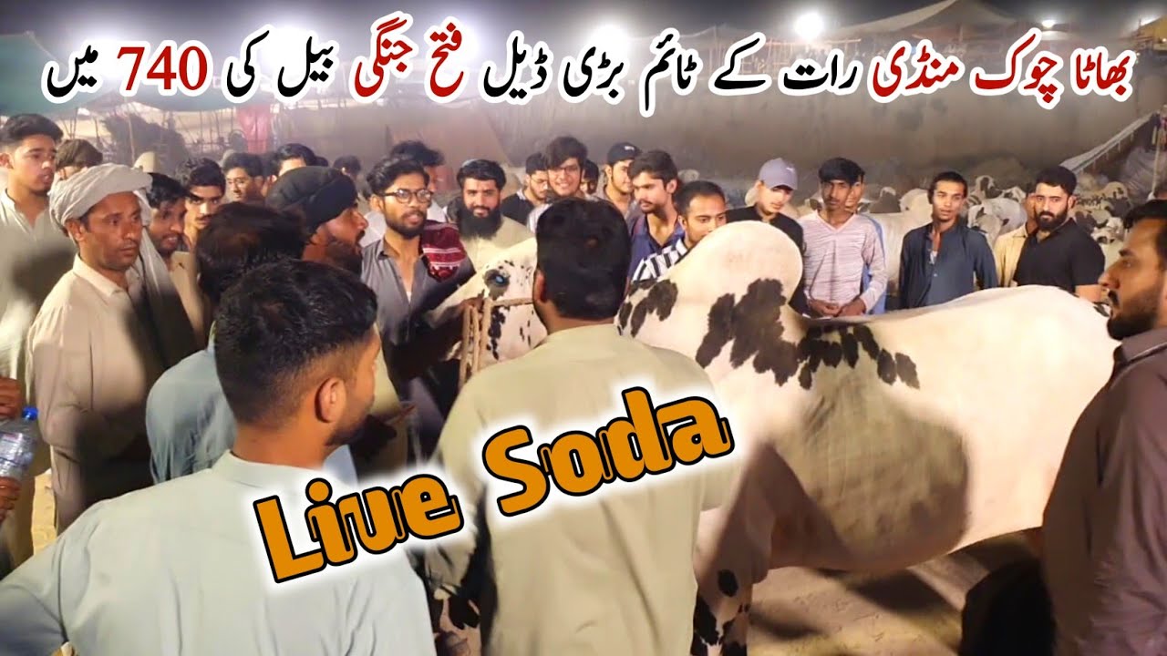 Live Soda_Bhatta Chowk Mandi Update 5 June 2024 | Fatehjangi Bull Big Deal