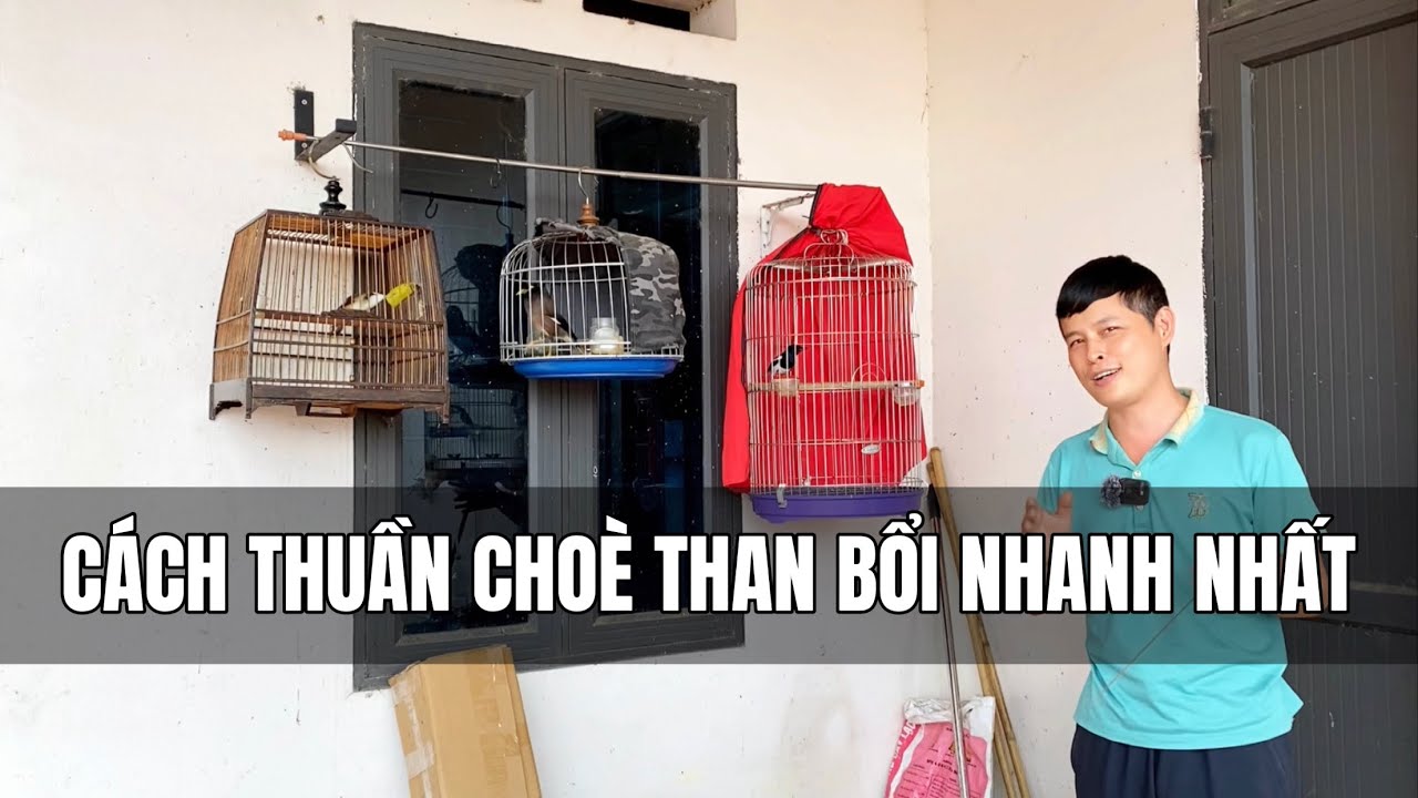 C&aacute;ch thuần chim Cho&egrave; Than bổi nhanh nhất