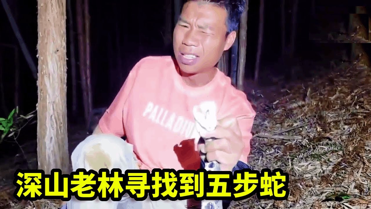 永不低头的尖吻蝮，深山老林寻找五步蛇，真的像传说中的中毒只能走五步吗？【户外蛇哥科普】