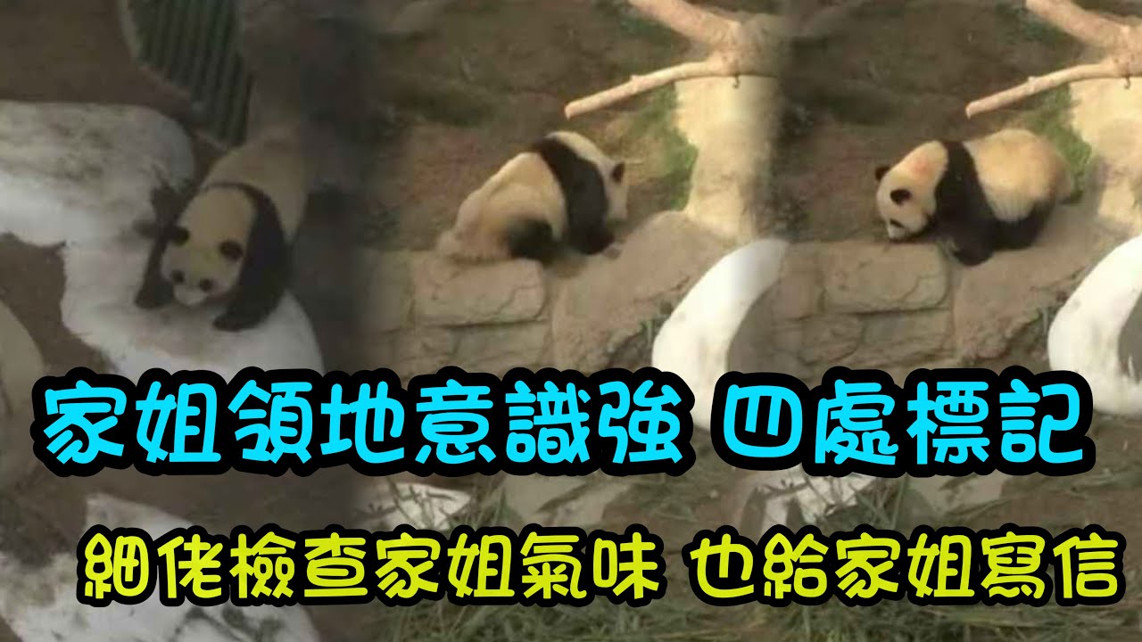 1月8日  家姐標記媽媽標記的地方，細佬也跟著家姐仔小河邊標記