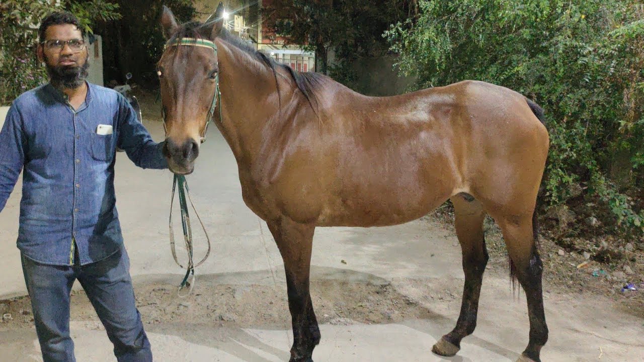 wel trained thorobred mare horse in Hyderabad | English ghoda alkapur