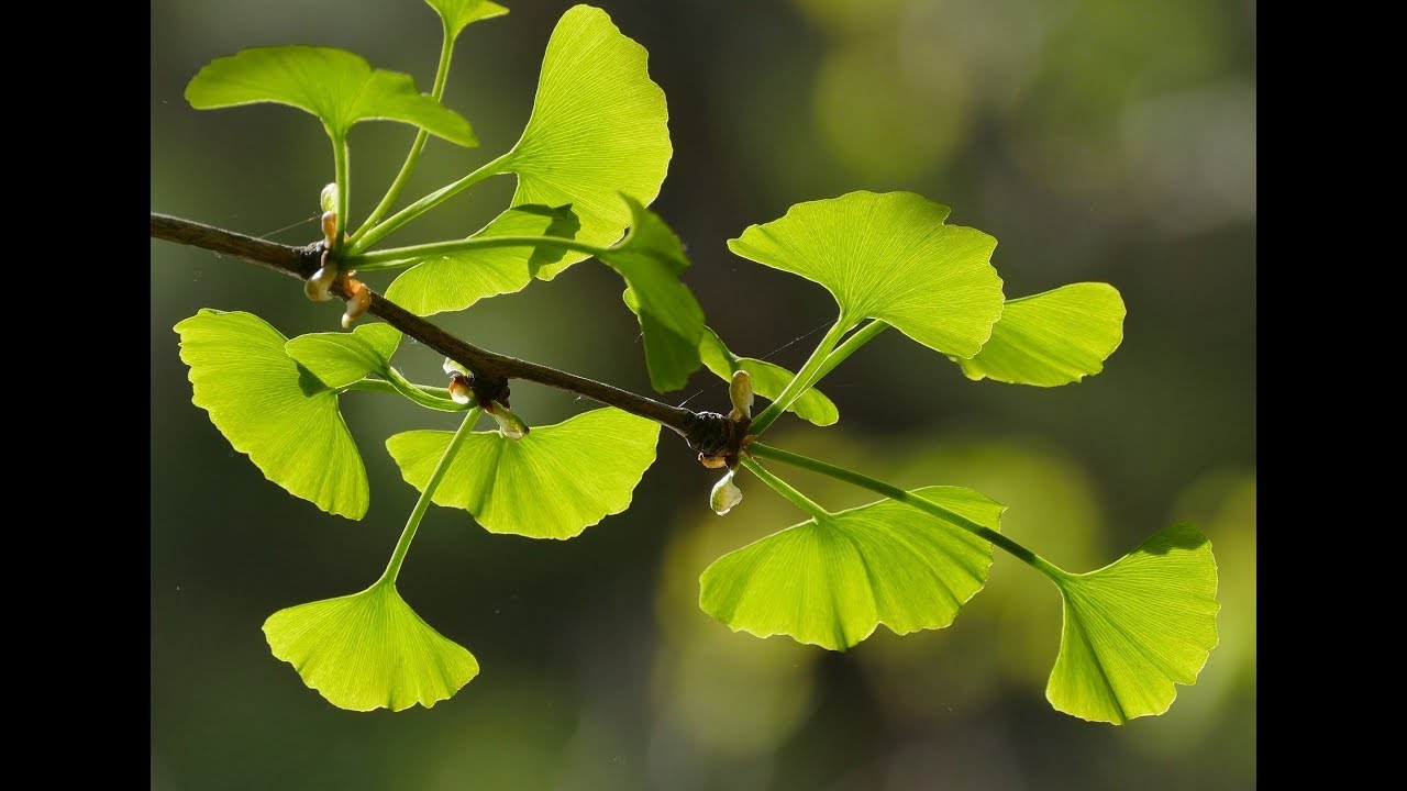 Como geminar ginkgo biloba.