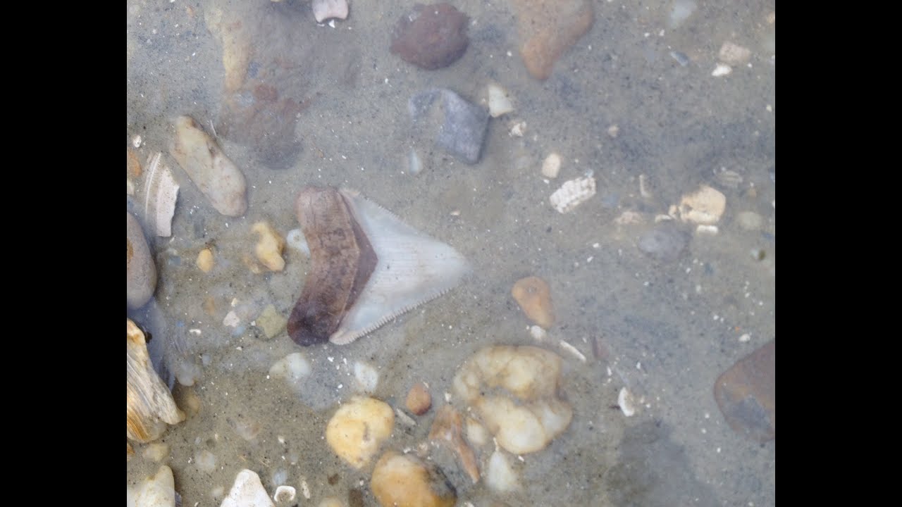Maryland FOSSIL TREASURE...Megaladons and Whale Bones