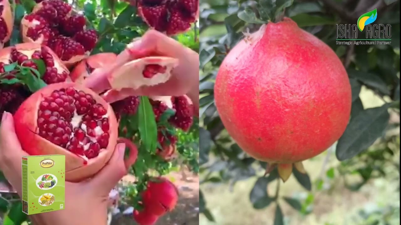 PROPHITE BY ISHA AGRO ( KANNADA )