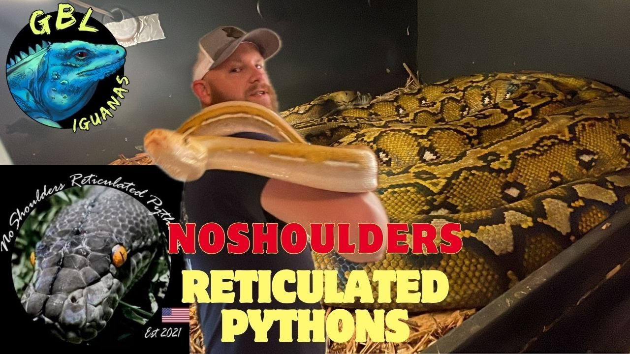 LET'S TALK RETIC'S WITH NoShoulders Reticulated Pythons! 2023 BREEDING PROJECTS!