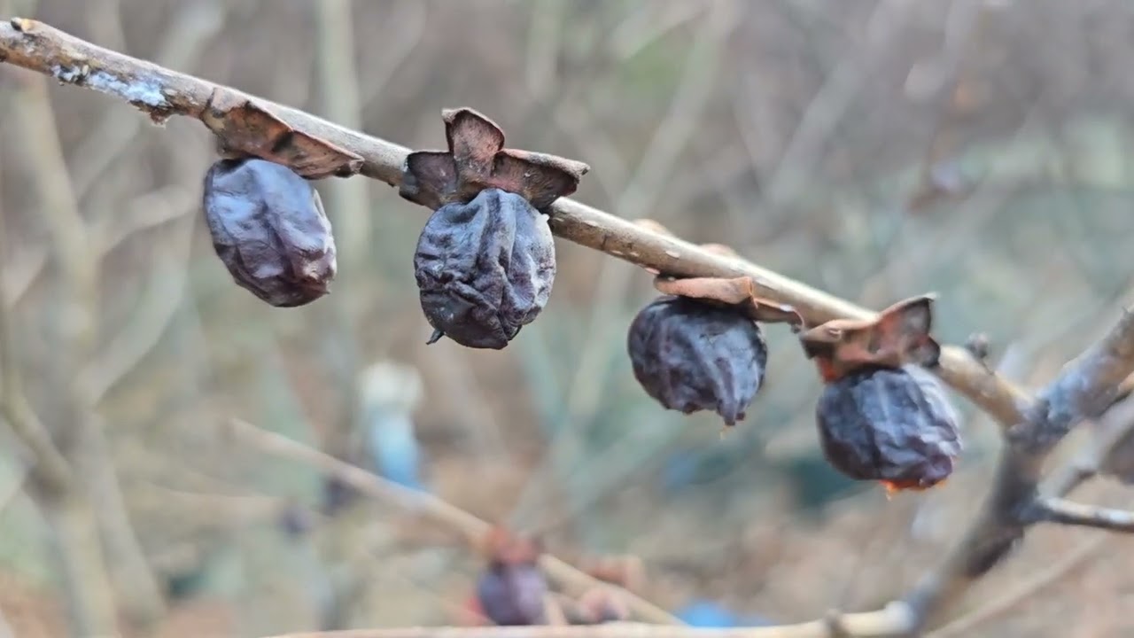 고욤나무 열매를 아시나요?