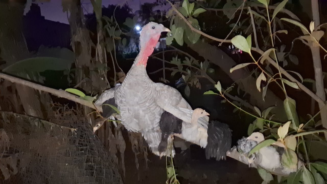 👉POR QUE NO NACEN LOS POLLOS❓️ // LOS PAVOS YA QUIEREN DORMIR EN LO ALTO🤦