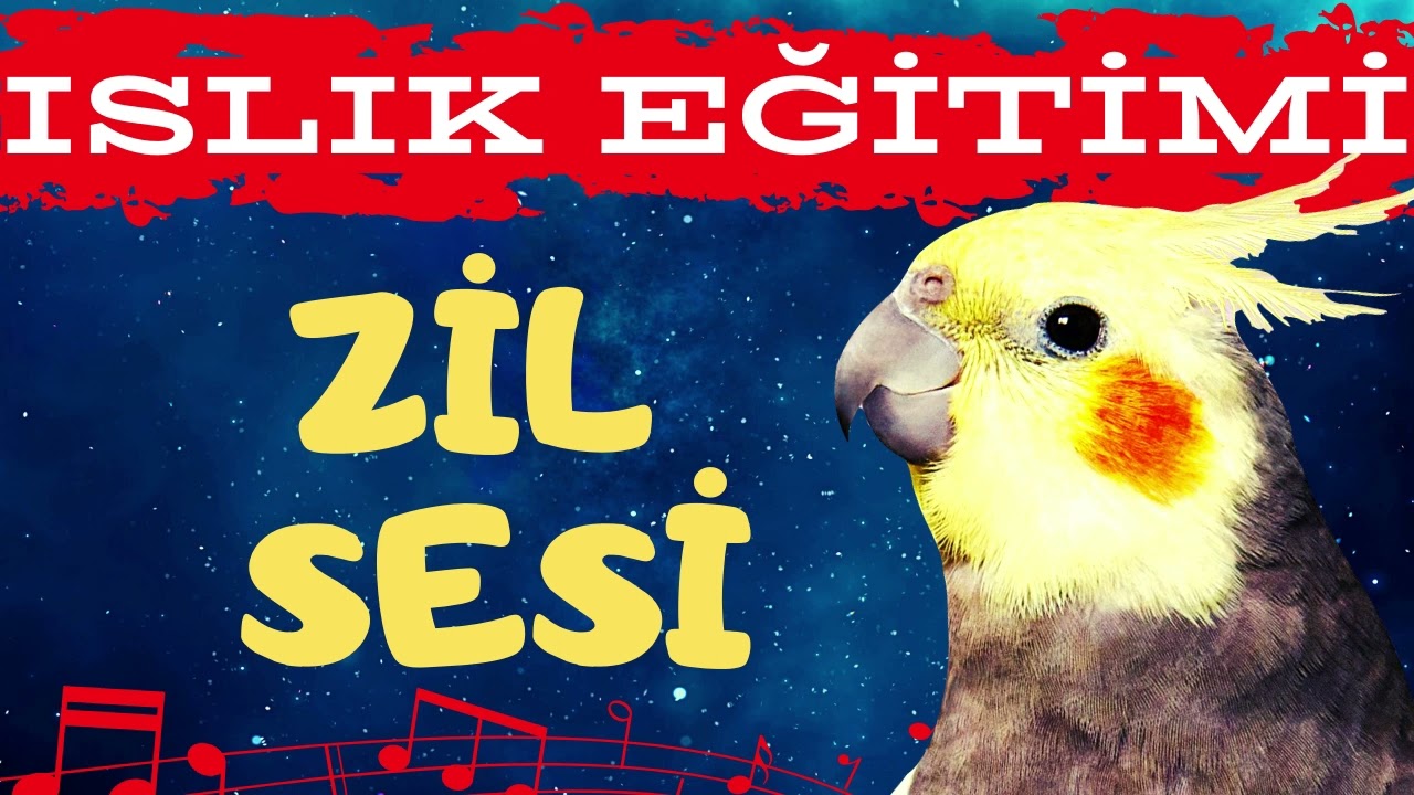 Telefon Zili Islık, Sultan Papağanı Islık Eğitimi