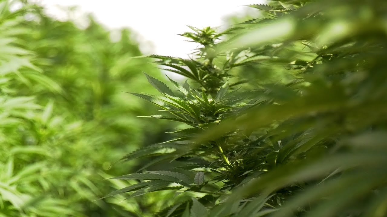Agriculture On Cite | Thathokuhle Farm | Industrial  Hemp & Medicinal Cannabis Field Day | S02EP22