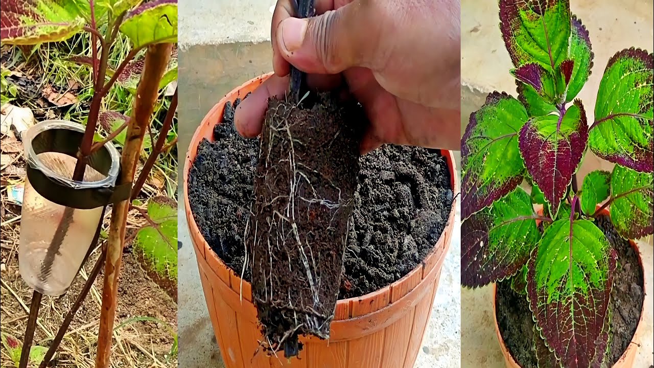 How to Air Layering Coleus Tree | COLEUS PLANT CARE PROPAGATION