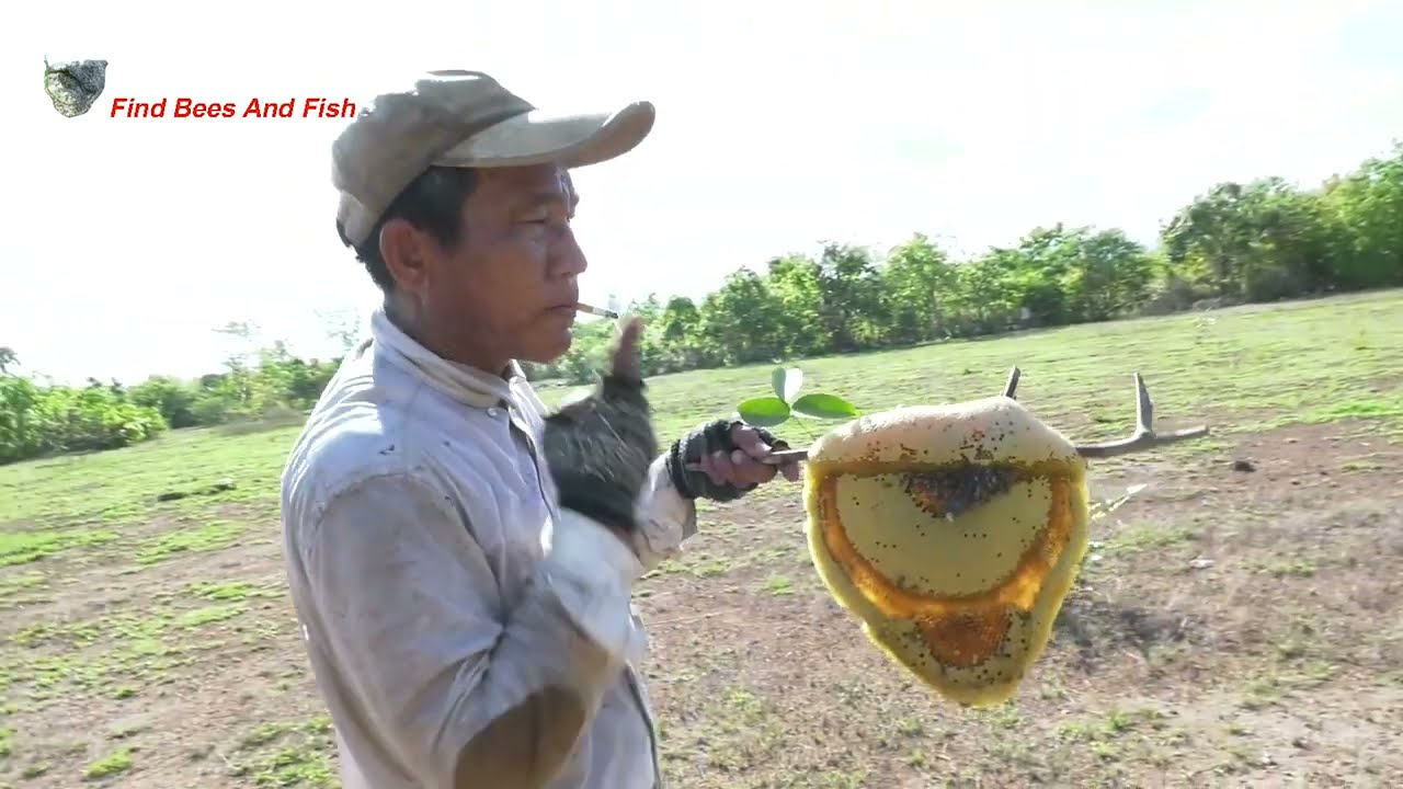 Find In Forest The Bees     Amazin Giant HoneyBee For Food At The Forest, How To Find Giant HoneyBee
