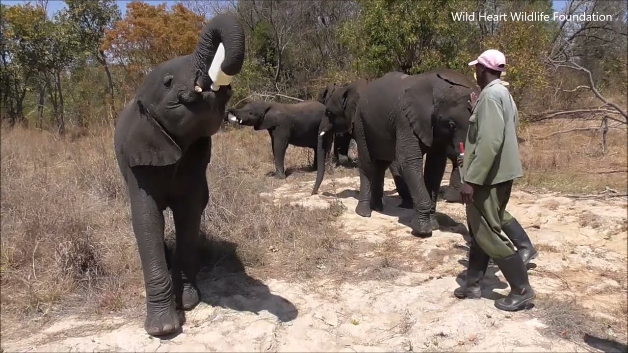 Elephant Babies at Feeding Time in the African Bush