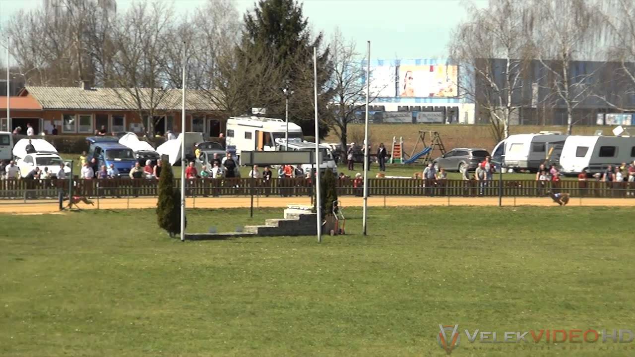 Sachsenheim-Ring: Finallauf 42. Afghanen Gemischt B Final 480m