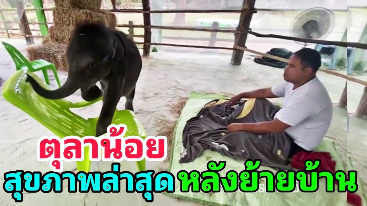 สุขภาพ ตุลาน้อย หลังย้ายมาศูนย์ช่วยเหลือสัตว์ป่าที่ 2(กระบกคู่)สัตวแพทย์ยังเฝ้าระวังอาการ 7-14 วัน