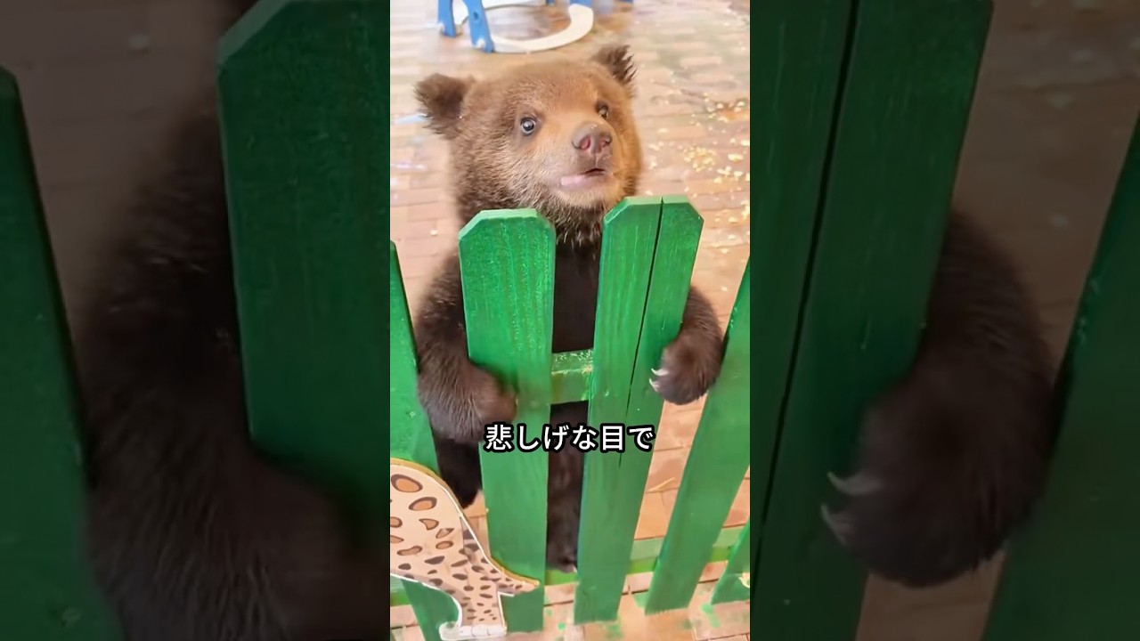 子熊は男の後を追って家に入り、引き取られた