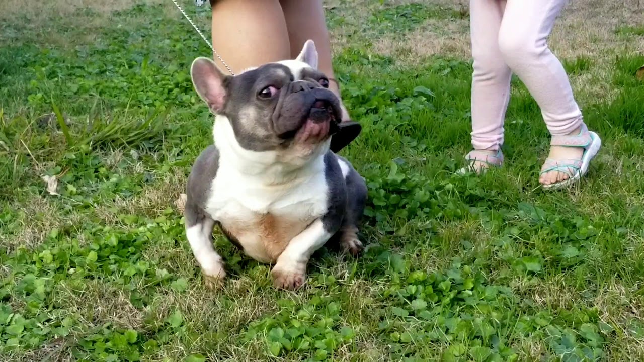 Vueline's Robot @ 1 1/2 yrs old micro exotic frenchie