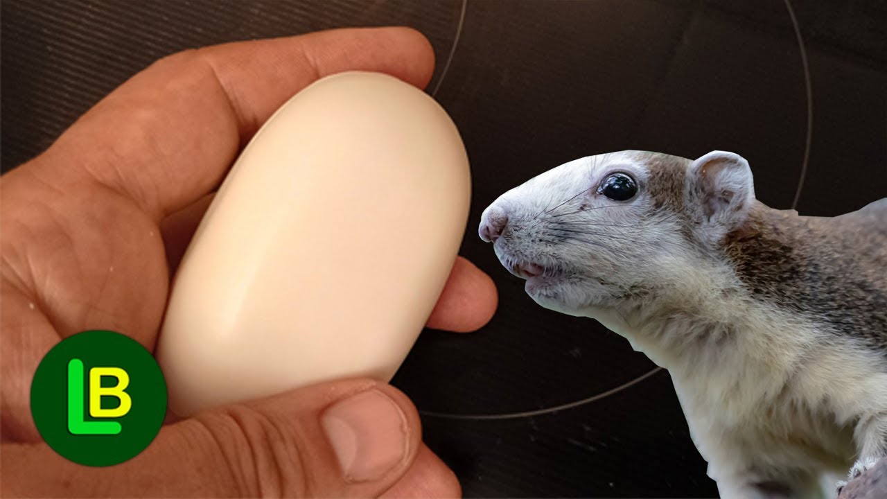 Избавьтесь от мышей и крыс. Паразиты едят мыло, чувствуют себя плохо и уходят.