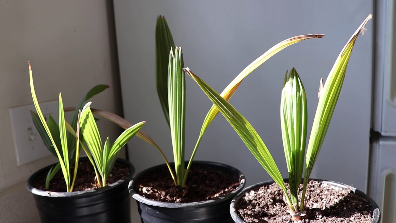 Texas Sabal Palm Seedlings - A Large Form, Drought Tolerant Palmetto