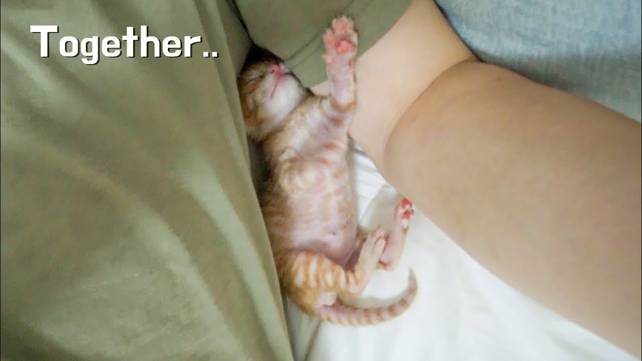 I Saved the Kitten, But It was the Puppy!