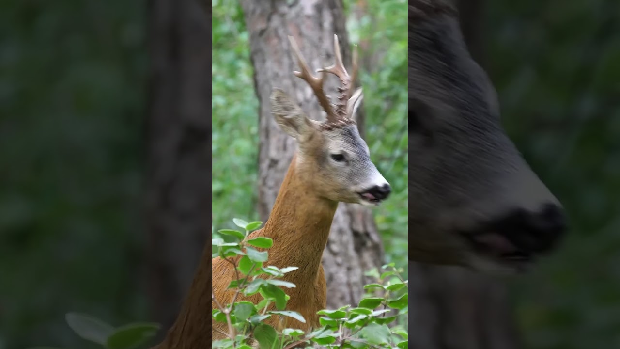 Horrific Deer Bark