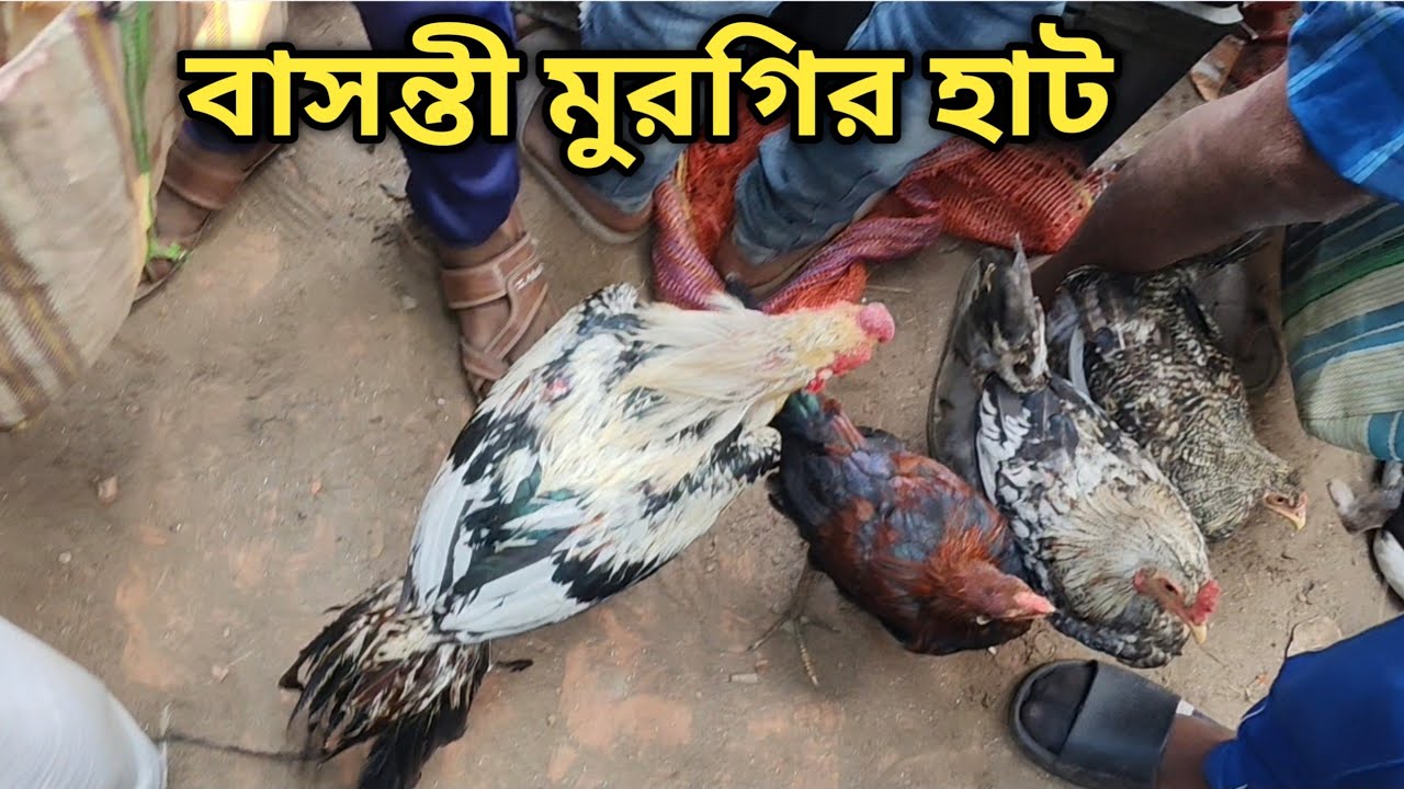 বাসন্তী মুরগির হাট || aseel and desi murgi#aseel #hati #desi #royfarming