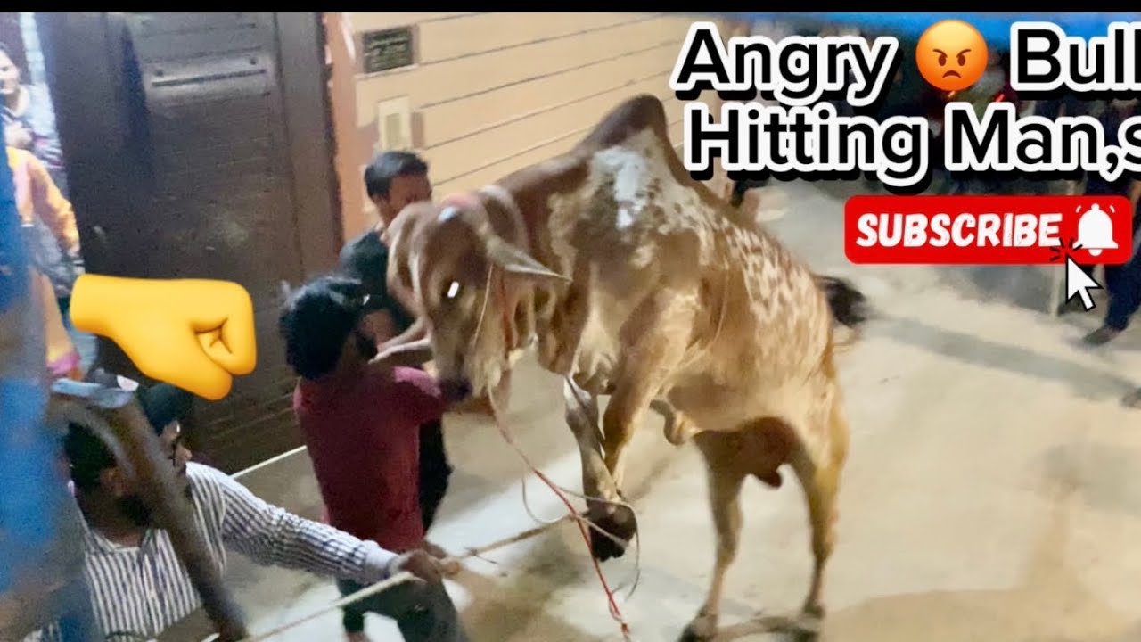 Angry Bull Unloading😡 2024 | Angry Bull @FawadBros750