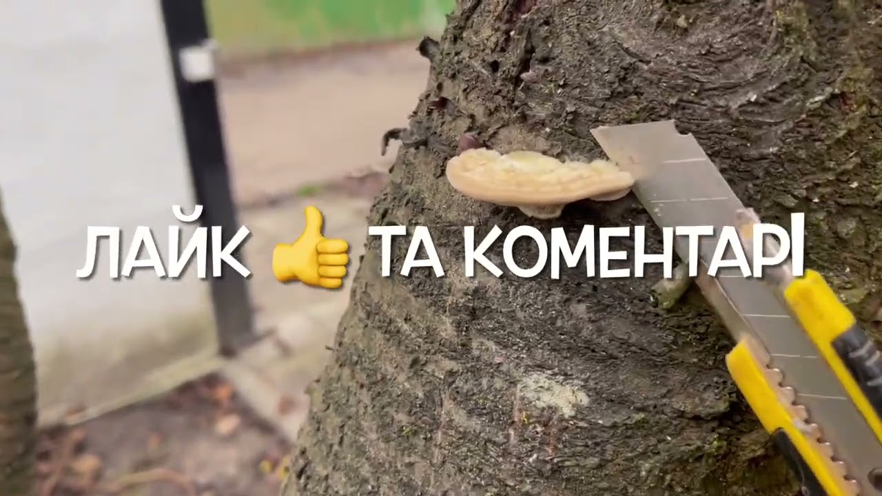 ЗБИРАЄМО ГРИБИ З ВИШНІ.