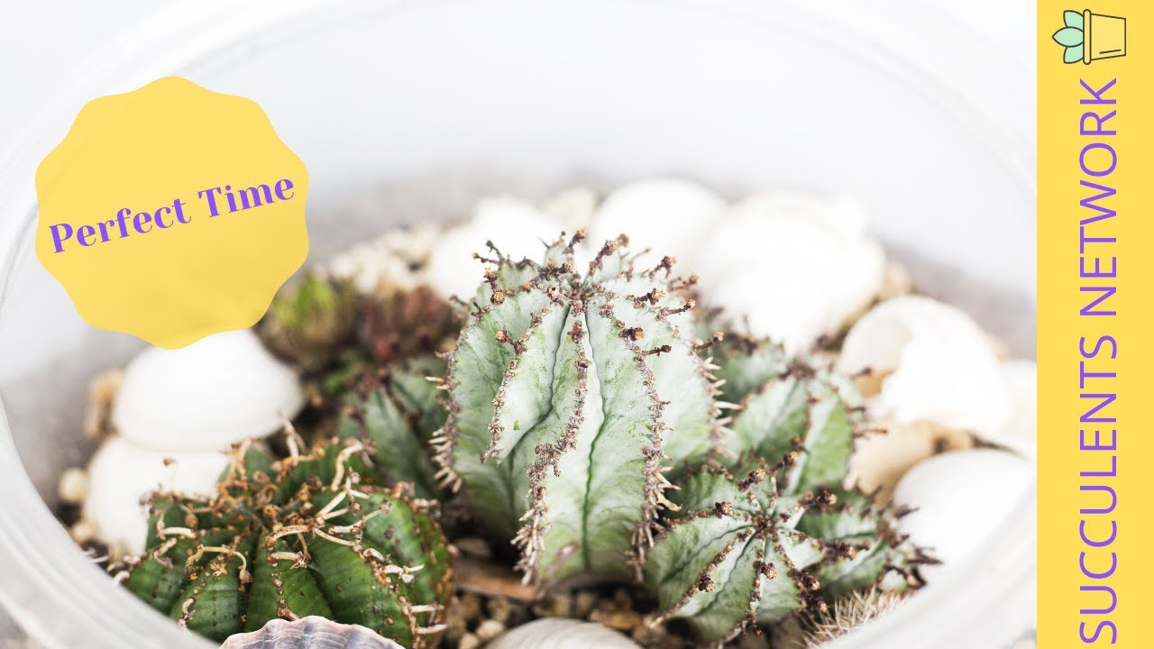 How To Make A Succulent Terrarium