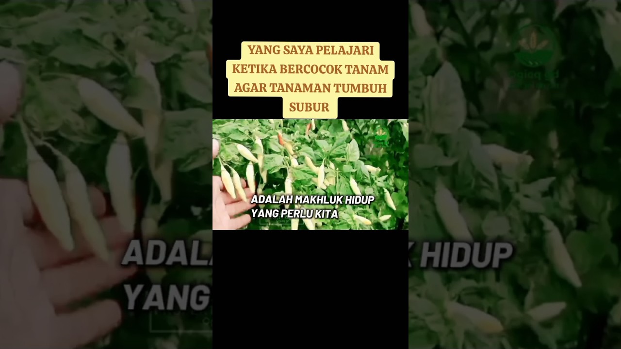 CARA AGAR TANAMAN TUMBUH SUBUR DAN BERBUAH LEBAT #pertanian