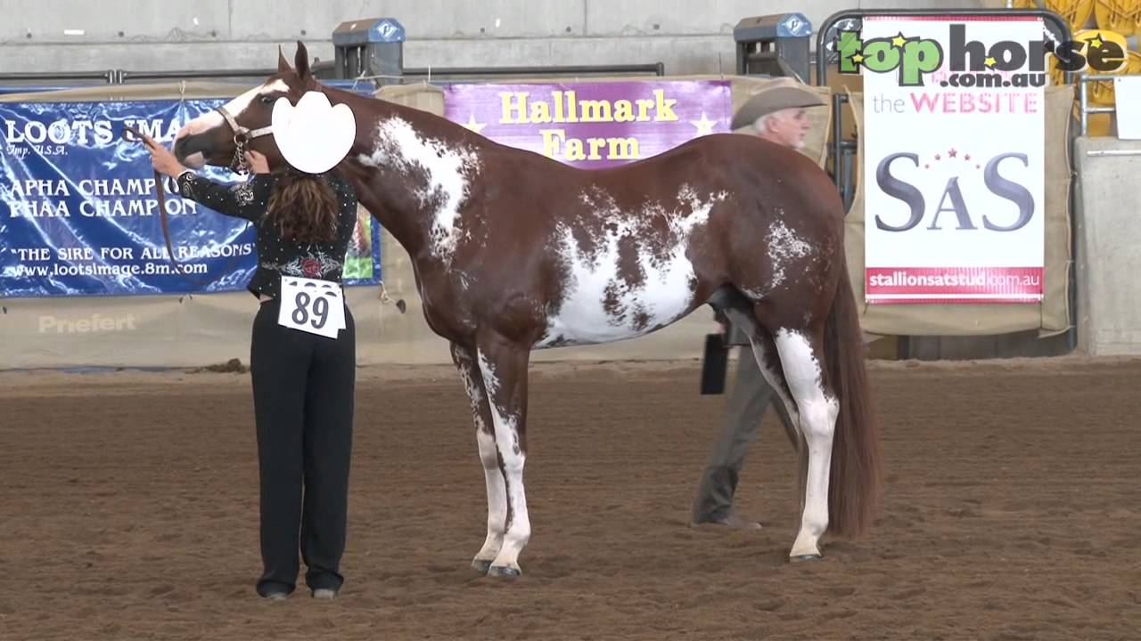 PHAA National Championship Show 2013 - Grand Champion Stallion/Colt