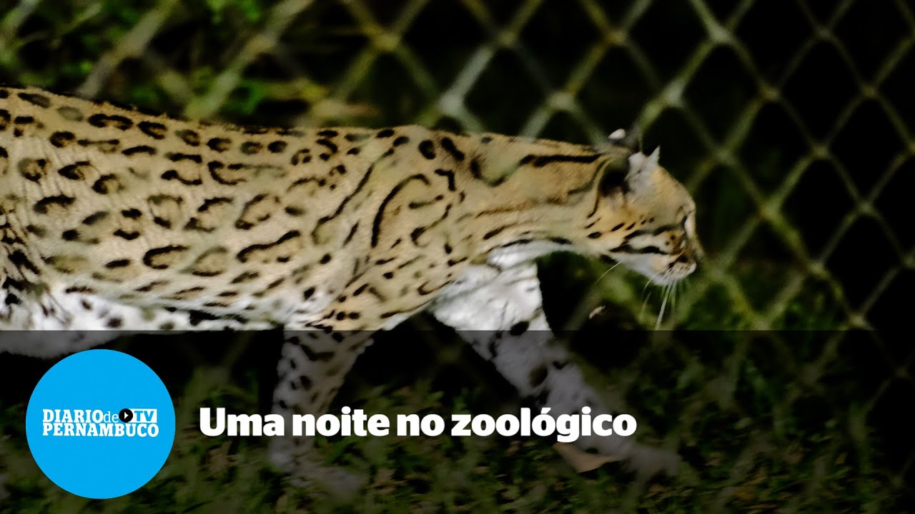 Zoo Noturno é passeio pela vida animal no Parque Dois Irmãos