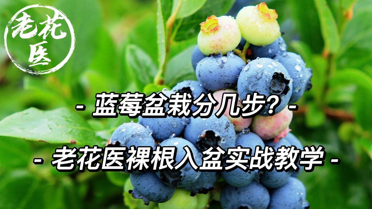 【开箱评测069】蓝莓盆栽分几步？蓝莓裸根入盆与养护实战教学！Unboxing and repotting of Blueberry for 28.8RMB.