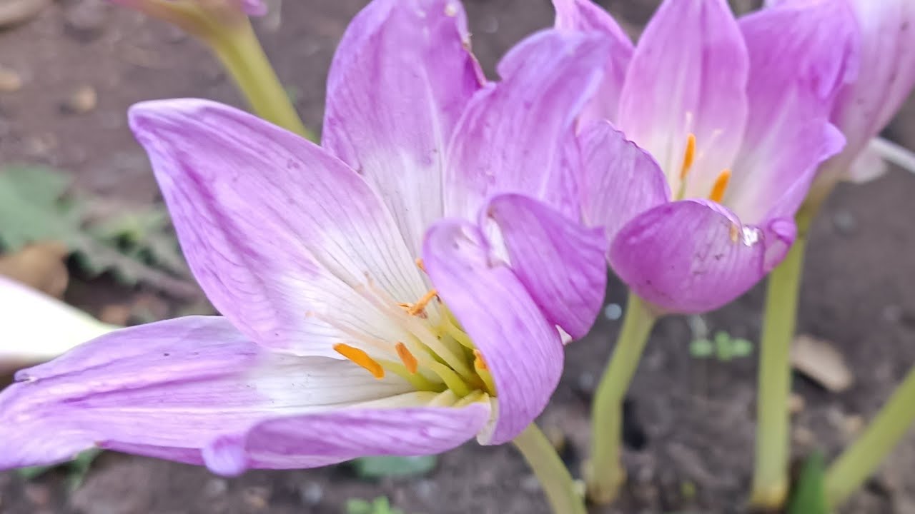 Таня Ворона в прямому ефірі