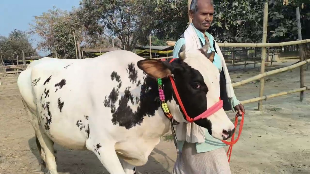 Cow 🐄 for sell in chausa pasu mandi buxar Bihar se nya video S pandey 9155472296